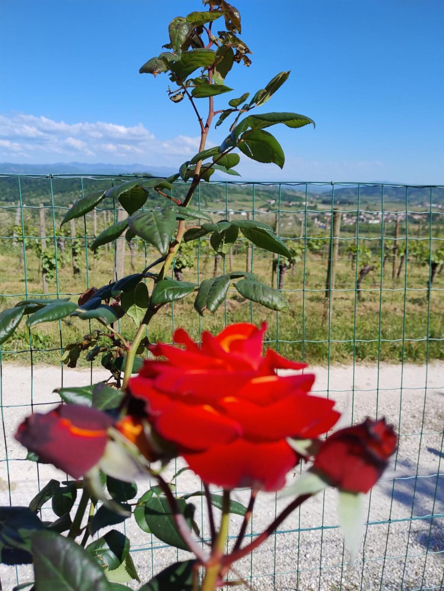 Le Badie Wine Resort Rosazzo 외부 사진